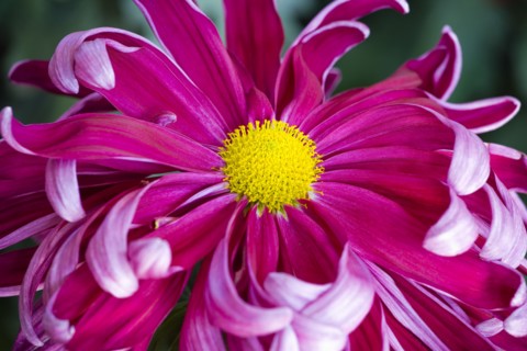 Chrysanthemum