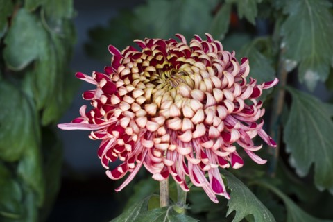 Chrysanthemum