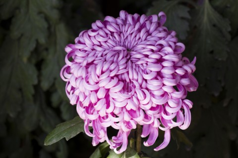 Chrysanthemum