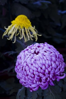 Chrysanthemum