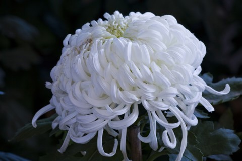 Chrysanthemum