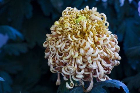 Chrysanthemum