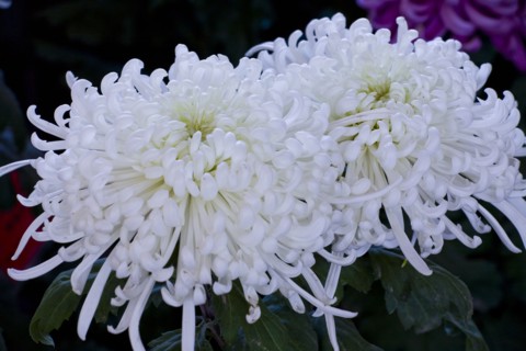 Chrysanthemum