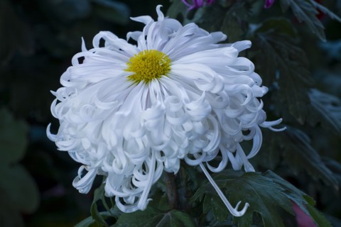 Chrysanthemum