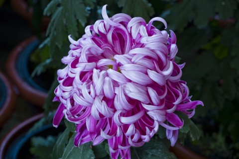 Chrysanthemum