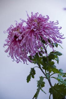 Chrysanthemum