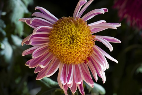 Chrysanthemum