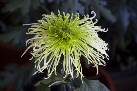 Chrysanthemum