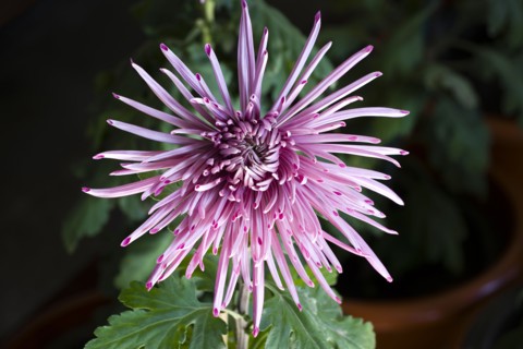 Chrysanthemum