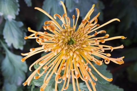 Chrysanthemum