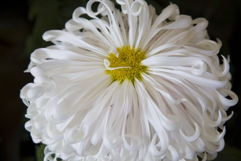 Chrysanthemum