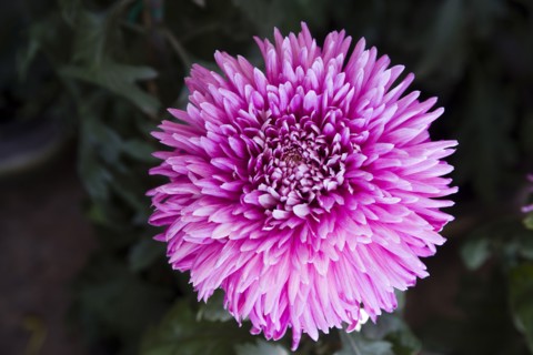 Chrysanthemum