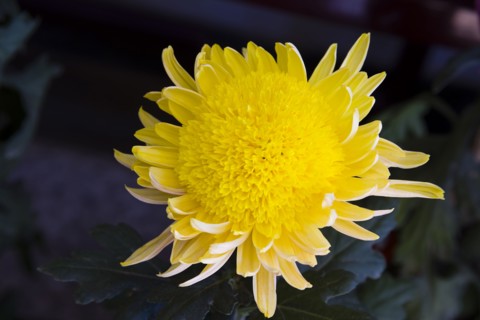 Chrysanthemum