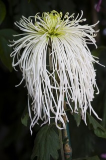 Chrysanthemum