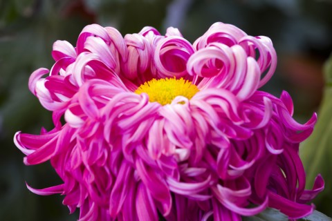 Chrysanthemum
