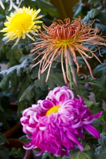 Chrysanthemum