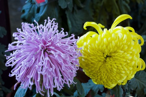 Chrysanthemum