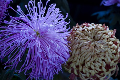 Chrysanthemum