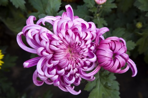 Chrysanthemum