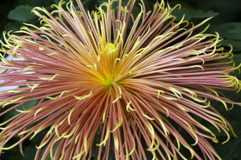 Chrysanthemum