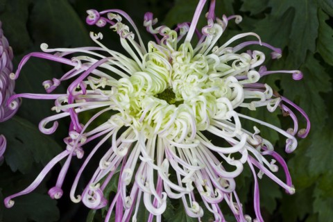 Chrysanthemum