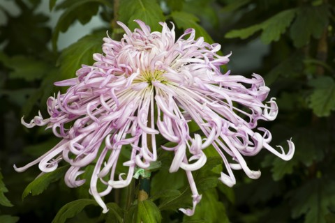 Chrysanthemum