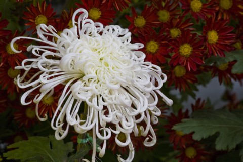 Chrysanthemum