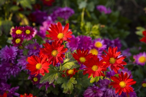 Chrysanthemum