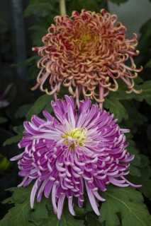 Chrysanthemum