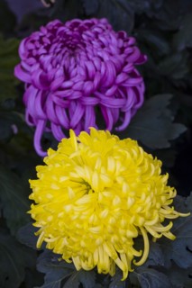 Chrysanthemum