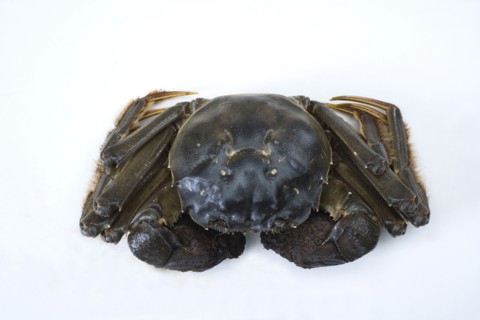 Crab