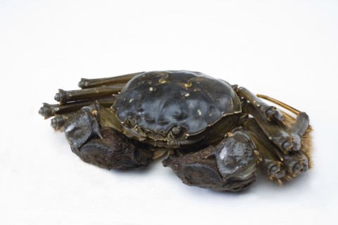 Crab