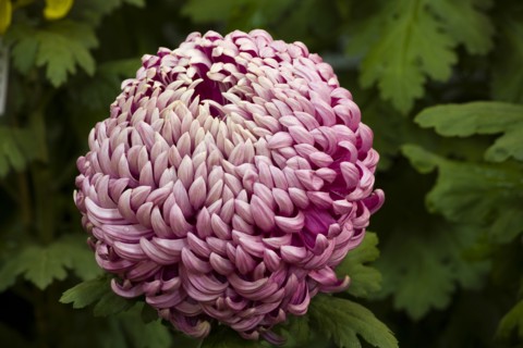 Chrysanthemum