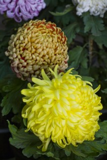 Chrysanthemum
