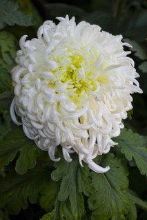 Chrysanthemum