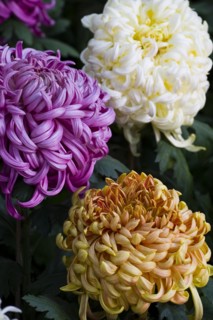 Chrysanthemum