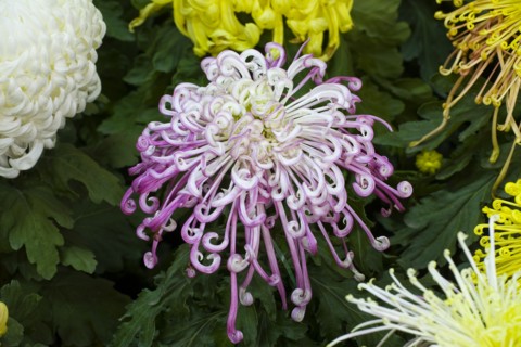 Chrysanthemum