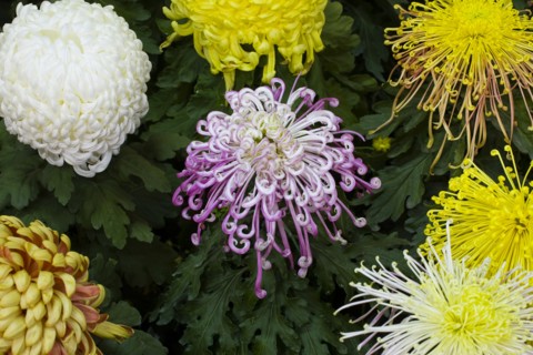 Chrysanthemum
