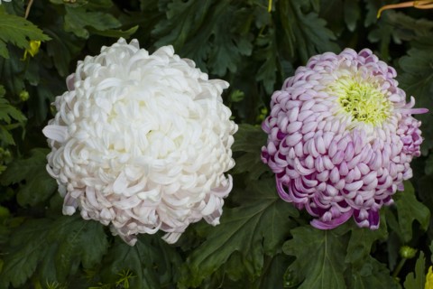 Chrysanthemum