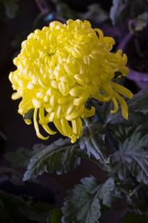 Chrysanthemum