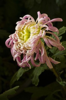 Chrysanthemum