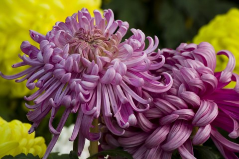 Chrysanthemum
