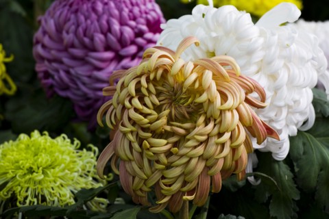Chrysanthemum