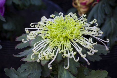 Chrysanthemum