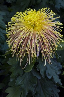 Chrysanthemum