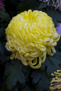 Chrysanthemum
