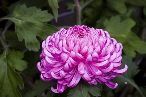 Chrysanthemum