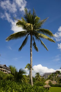 Hainan,Sanya,Yalong bay,Jinmao Hotel,Hilton Hotel