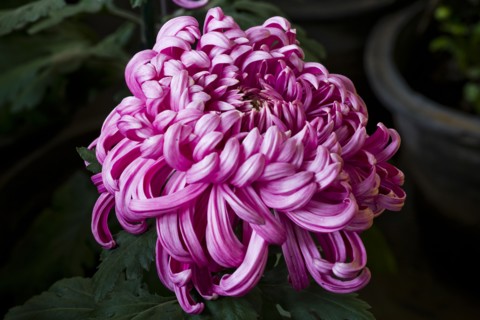 Chrysanthemum