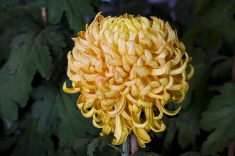 Chrysanthemum